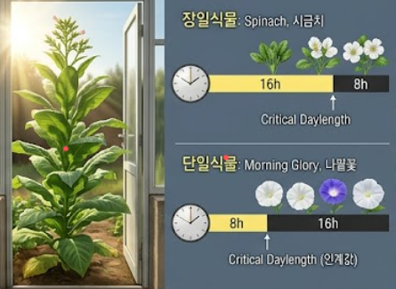 식물의 개화 시기 결정 원리