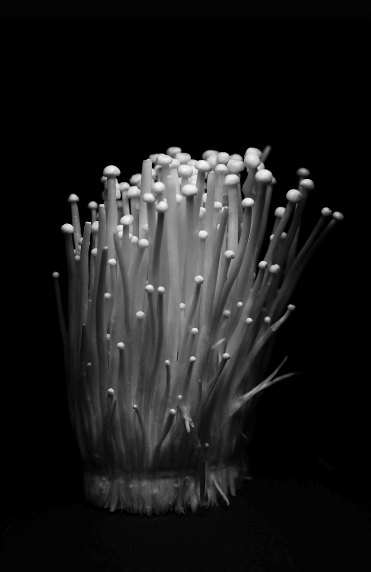 식이섬유가 많은 음식 - 1014