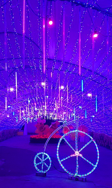 태안 네이처월드 빛축제 꽃정원