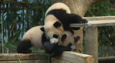 루이바오-후이바오