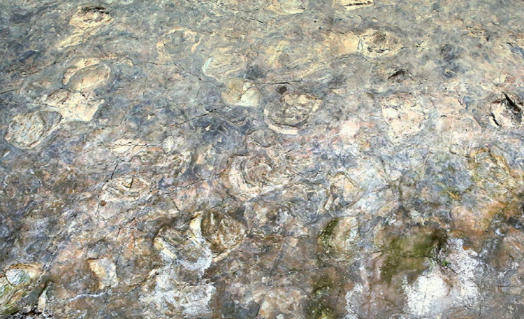 해남 공룡박물관