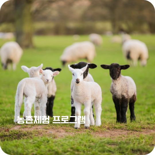 농촌체험 프로그램 선착순 예약하기