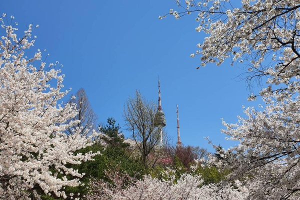 2025년 서울 벚꽃 명소 추천 (여의도 제외)