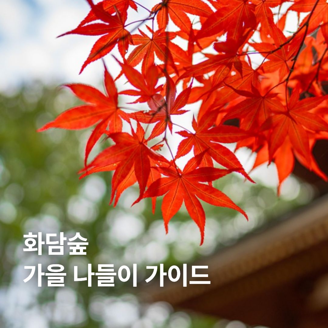 화담숲 가을 나들이 가이드: 예약부터 동선까지 한눈에 정리