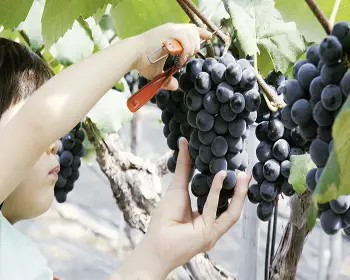 영동포도축제_20