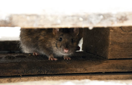 쥐 끈끈이로 쥐 잡기