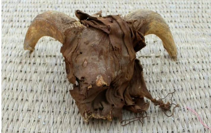 이집트 유적지에서 발굴된 2,000여 마리 양의 머리 VIDEO: 2,000 mummified ram heads found in temple in southern Egypt