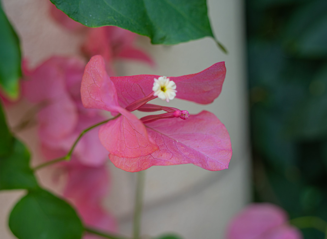 일월 수목원 부겐빌리아