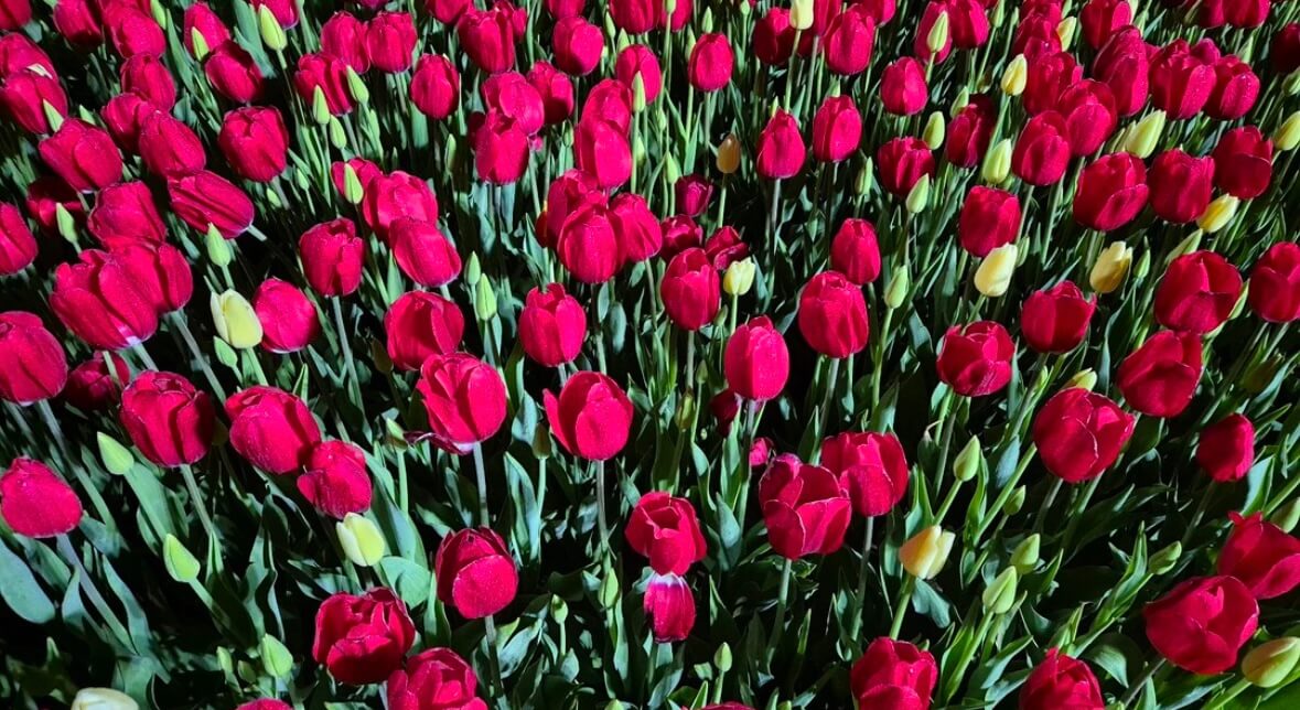 태안 튤립축제 기간