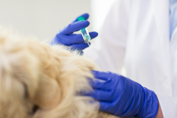 주사기와 강아지