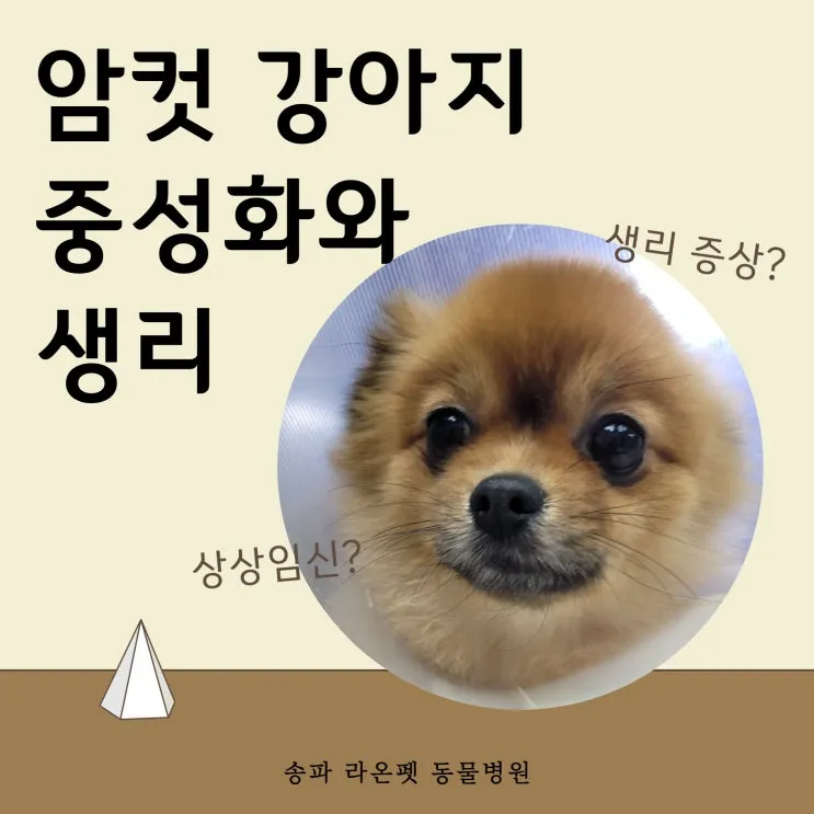강아지 생리 기간 주의 사항_7