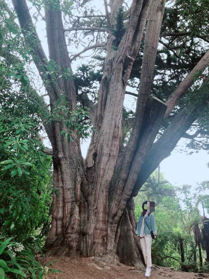 해글리공원 나무