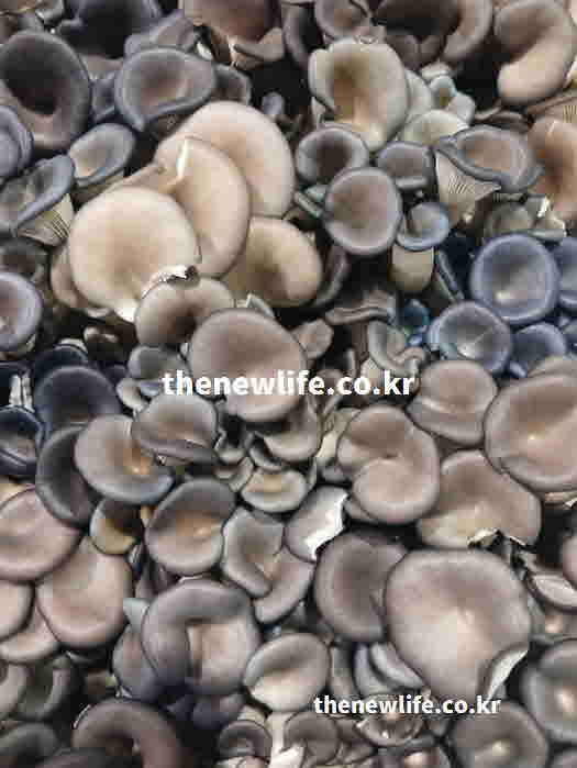 느타리버섯 효능 면역력 증진