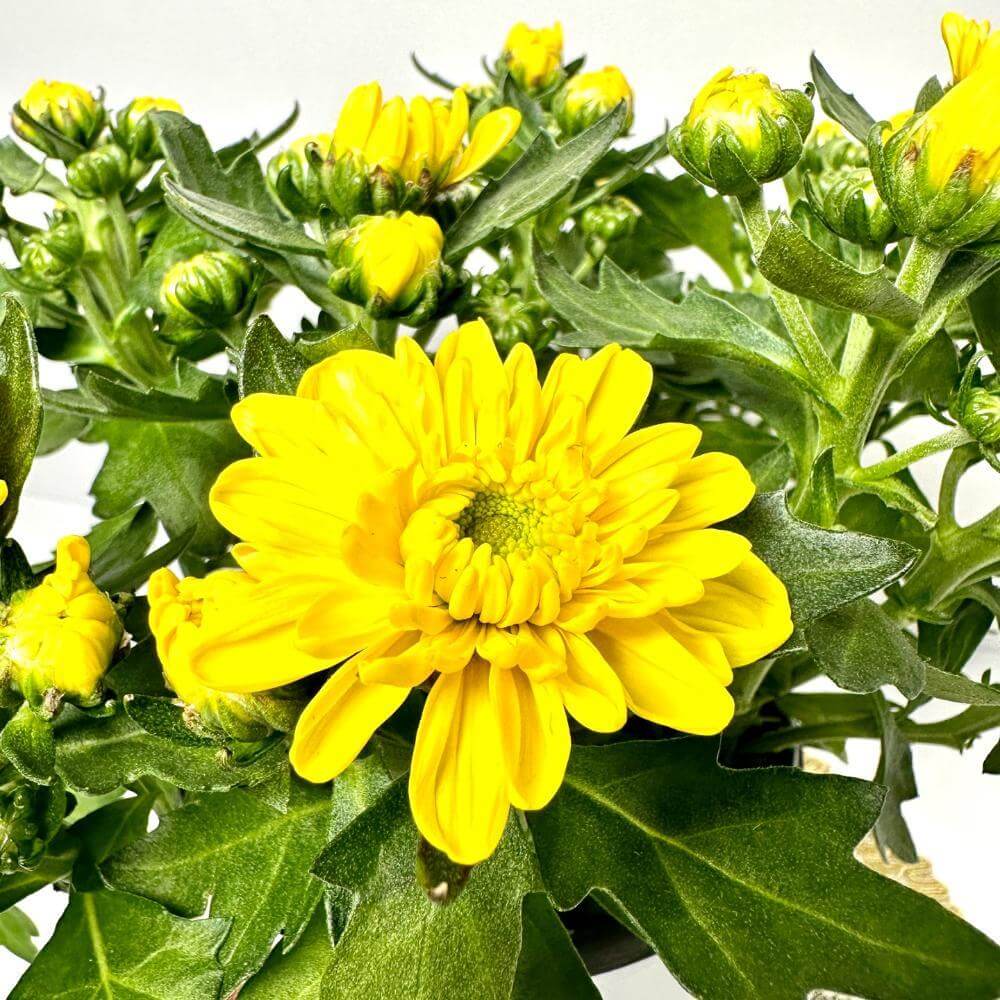 반려식물의 심리적 효과