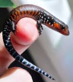 아프리카 파이어 스킨크의 건강 회복을 위한 적정 온도 및 습도 환경 점검