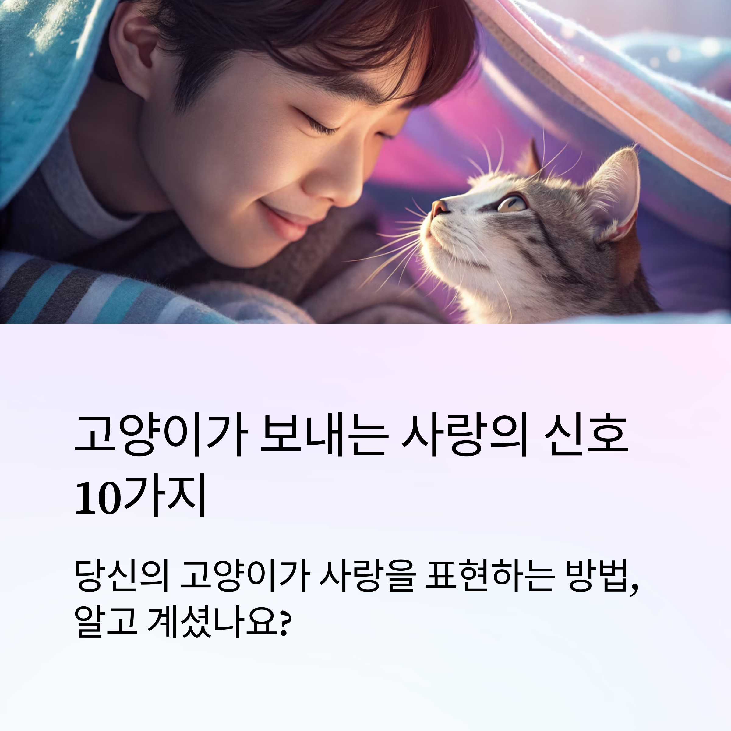 고양이가 보내는 사랑의 신호 10가지
