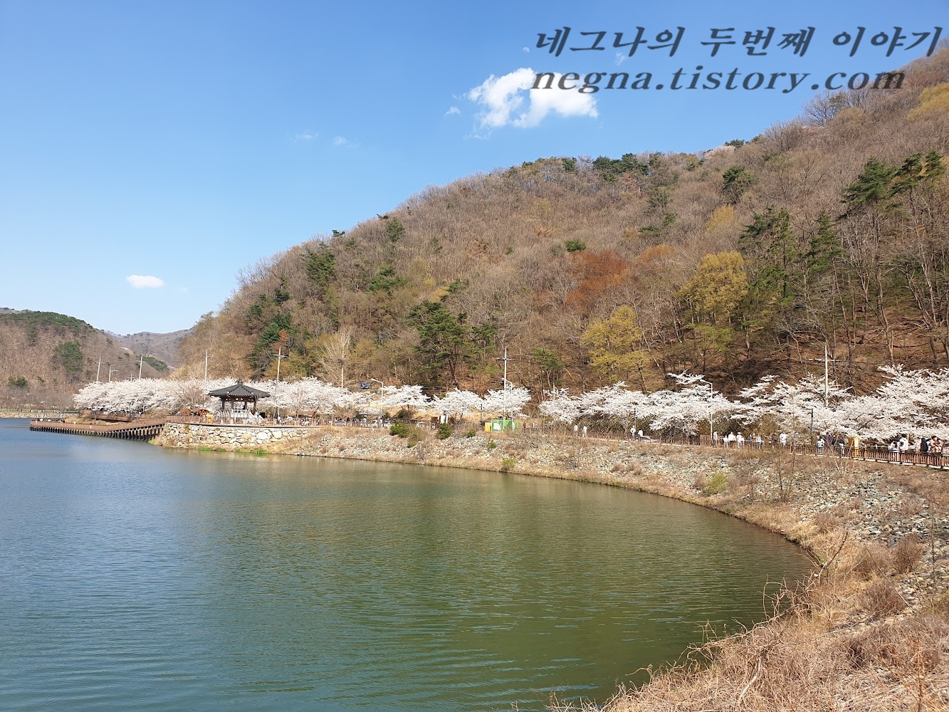 벚꽃으로 둘러싼 저수지.