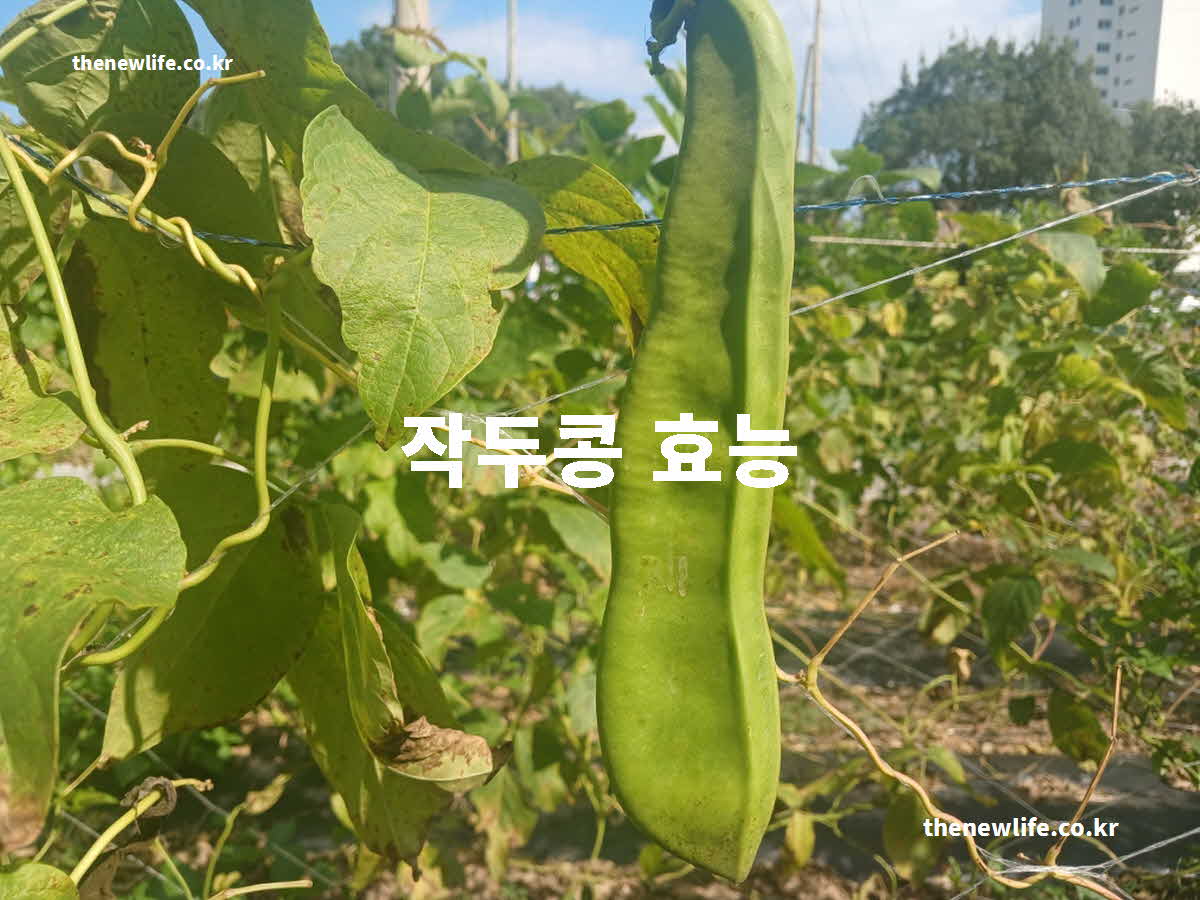 작두콩 효능 대표 실사진