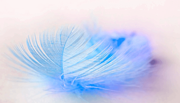 하늘색 깃털이 있다. 가늘고 예쁜 깃털이다.