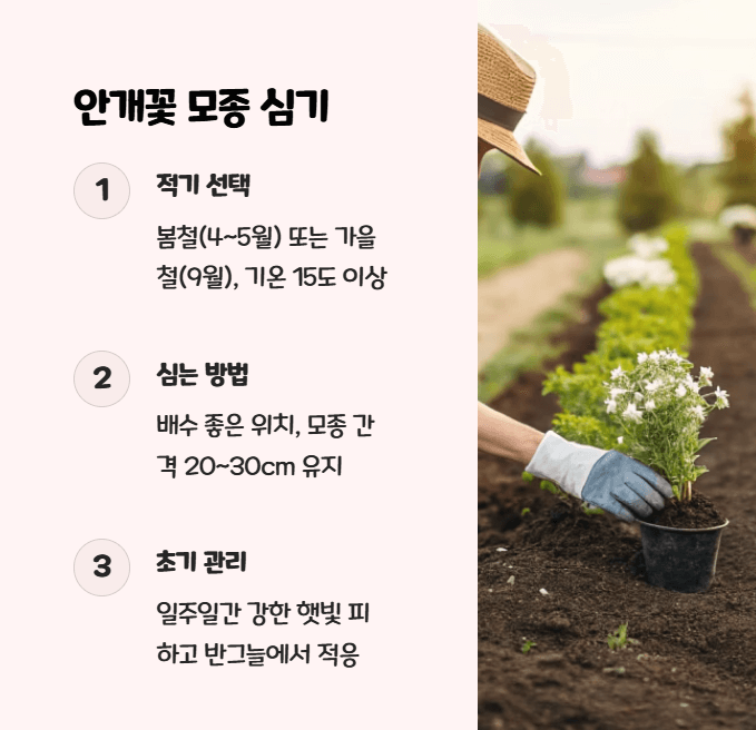 안개꽃
