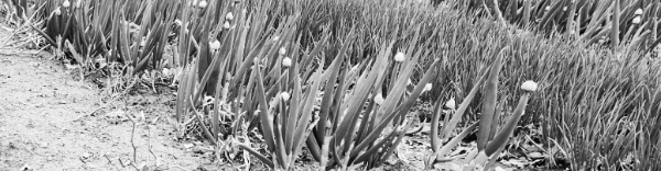 대파 키우기: 햇빛이 잘 드는 곳