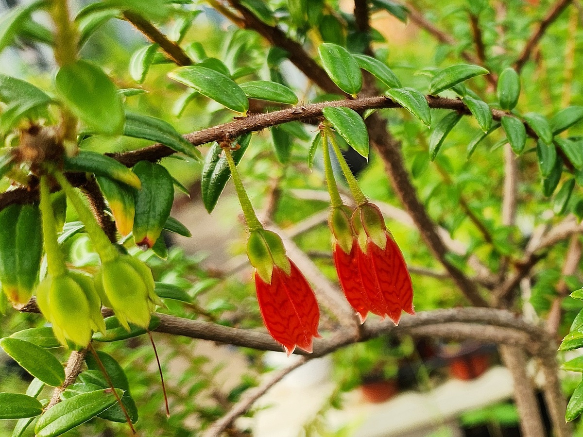 인디언귀걸이(히말라야등불)