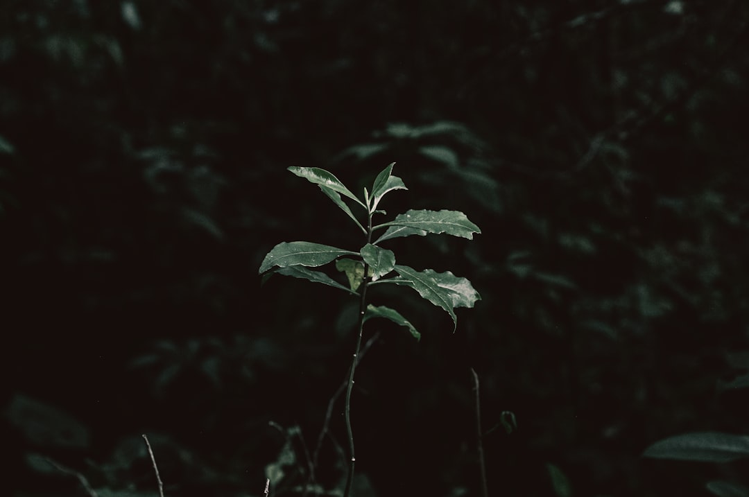 Reincarnation