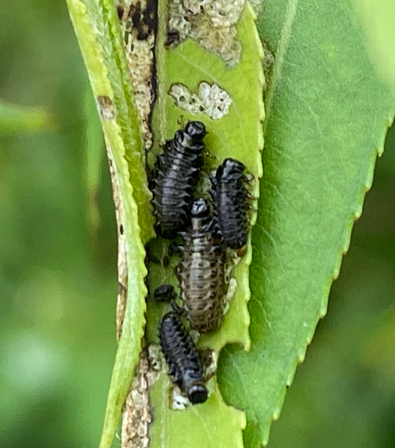 버들꼬마잎벌레 유충2