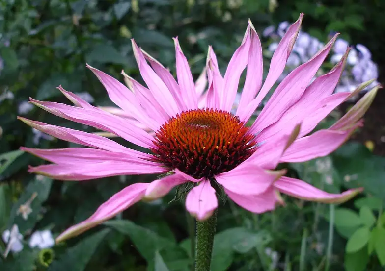 에키나포스-에키나시아-천연-성분