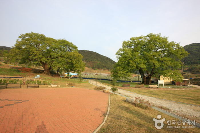 괴산 오가리 느티나무