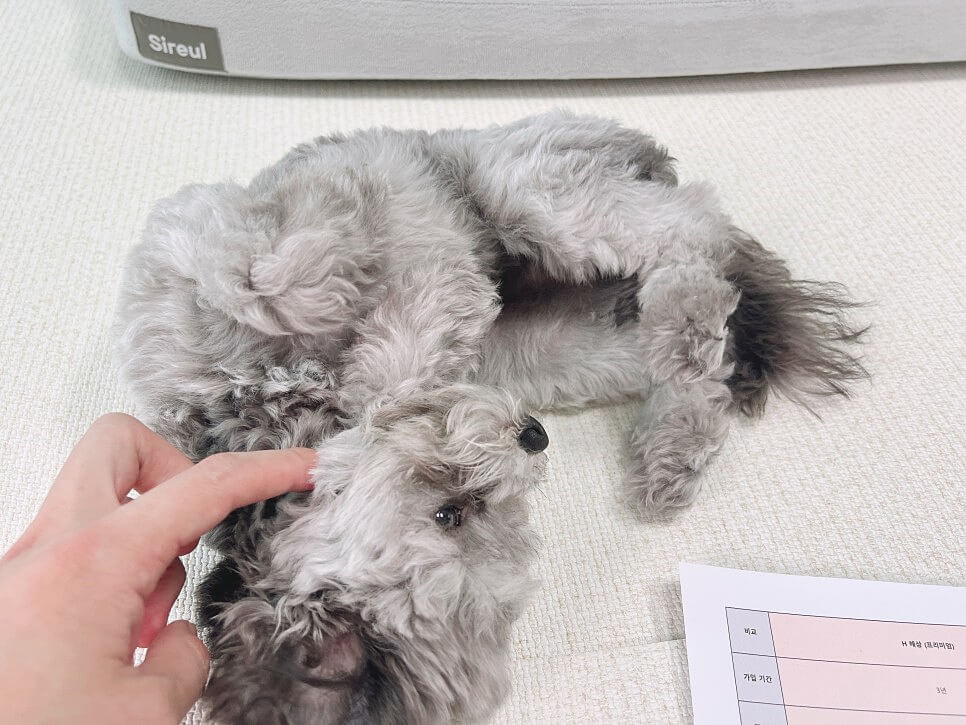 펫보험 비교