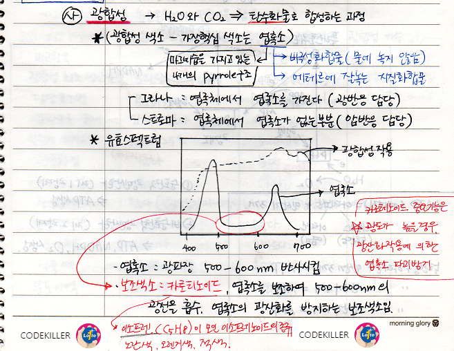 광합성