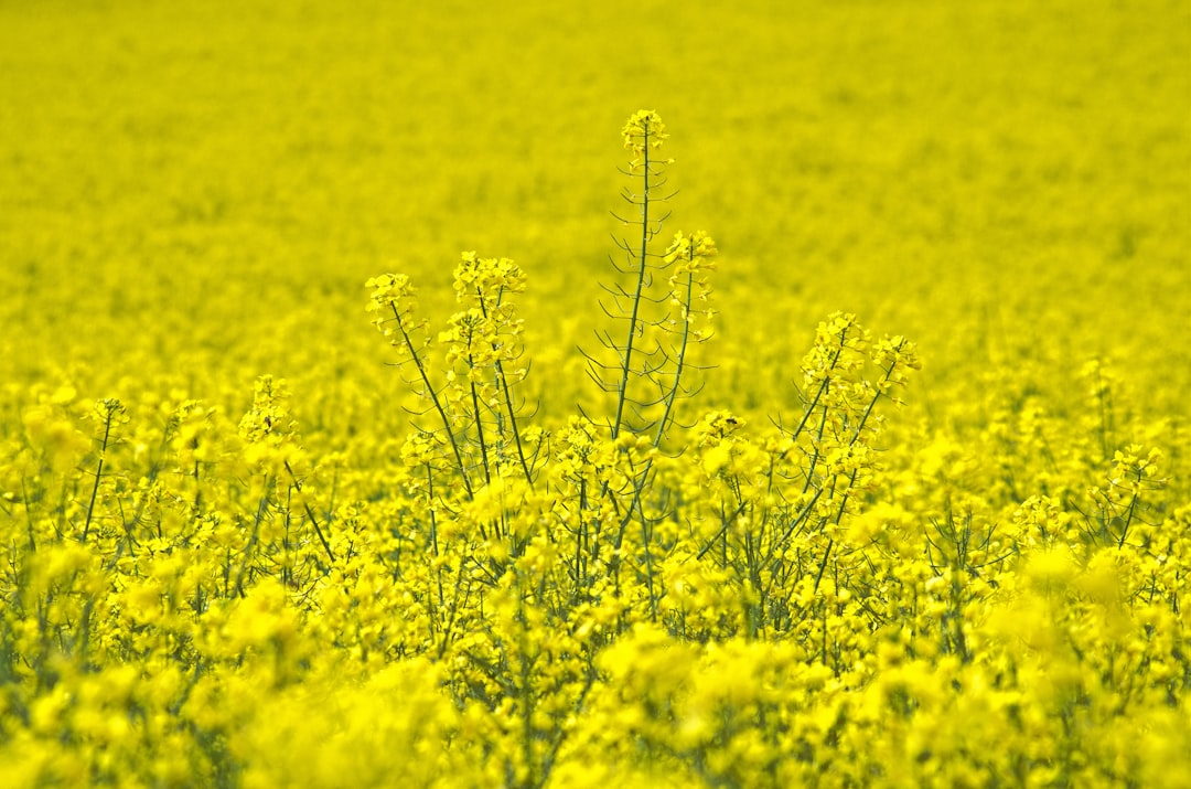 2024 유채꽃 개화시기