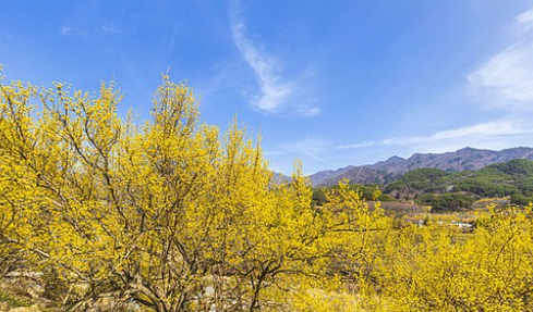 구례 산수유축제