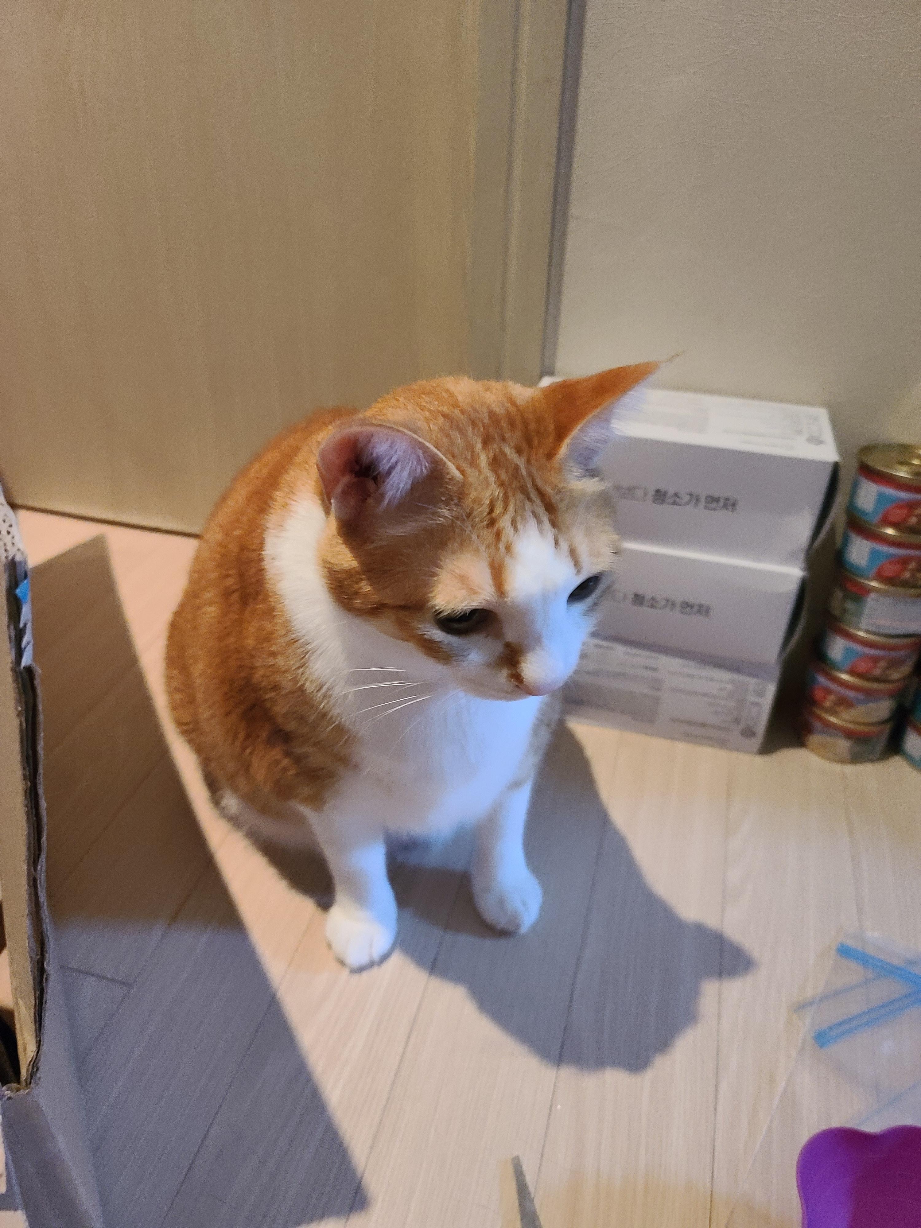 사료 소분 방해하는 고양이들.(feat. 파미나 사료)