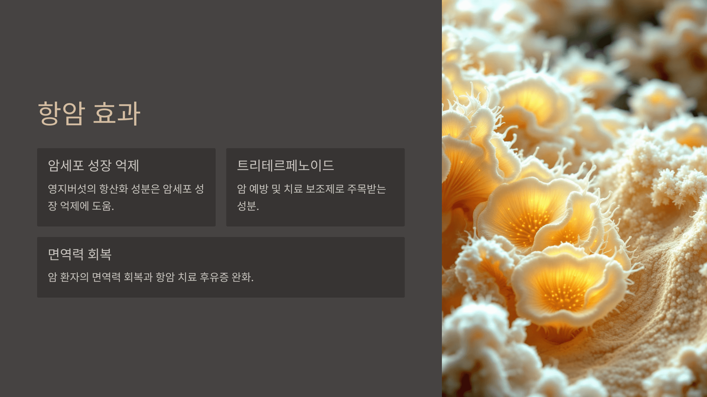 영지버섯 사진입니다.