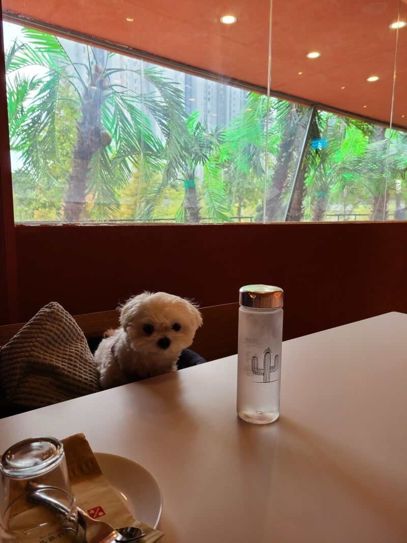 애견동반식당 뽁식당