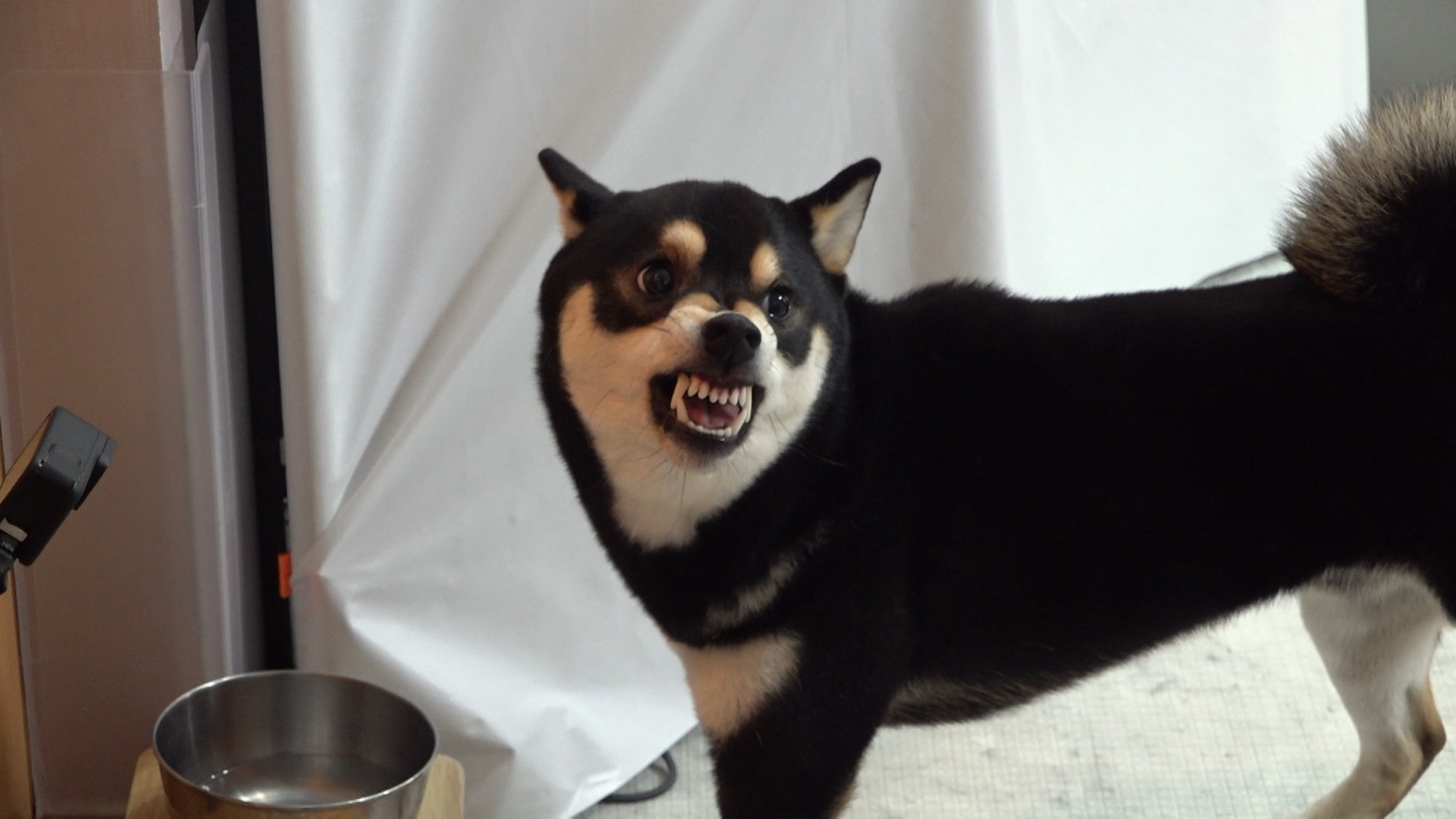 개는 훌륭하다 시바견 입질 강형욱 박세리 이경규 훈련 방법 교육