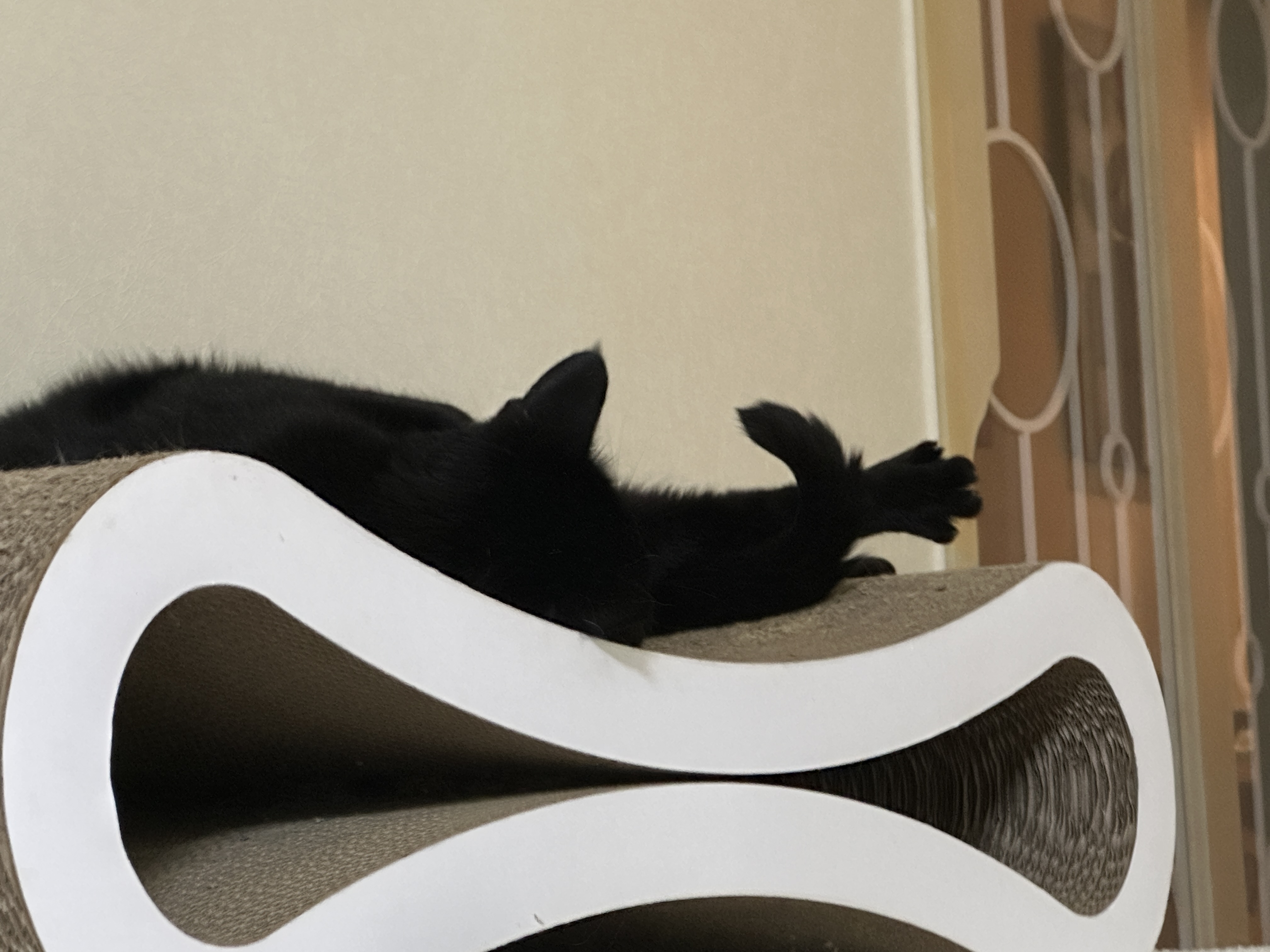 뒷발가락_쫙_펴고_누워_있는_건이