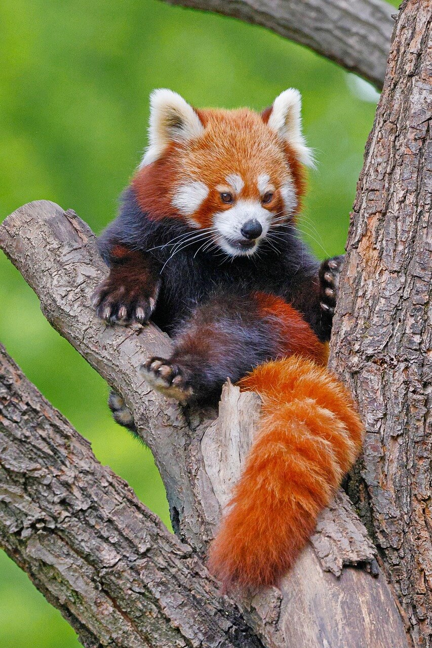 멸종 위기 동물 레서판다