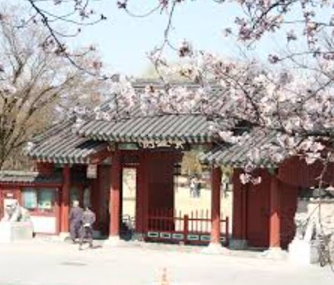 남원 벚꽃