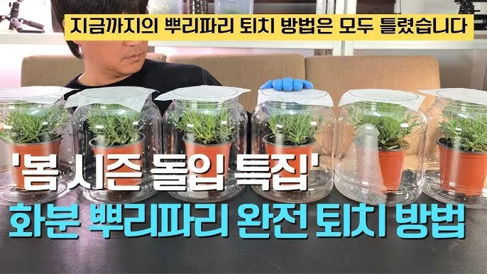 화분 뿌리파리 생기는 원인과 퇴치법 완벽 정리_1