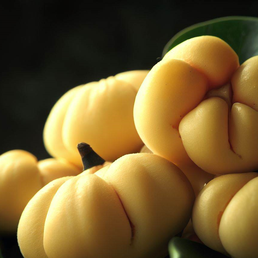 가르시니아 캄보지아