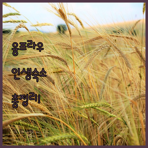 스위스 융프라우 숙소 추천 및 위치별..