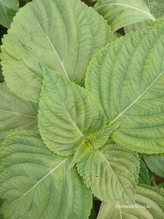 잎맥이 선명하게 보이는 깻잎 잎사귀 클로즈업
