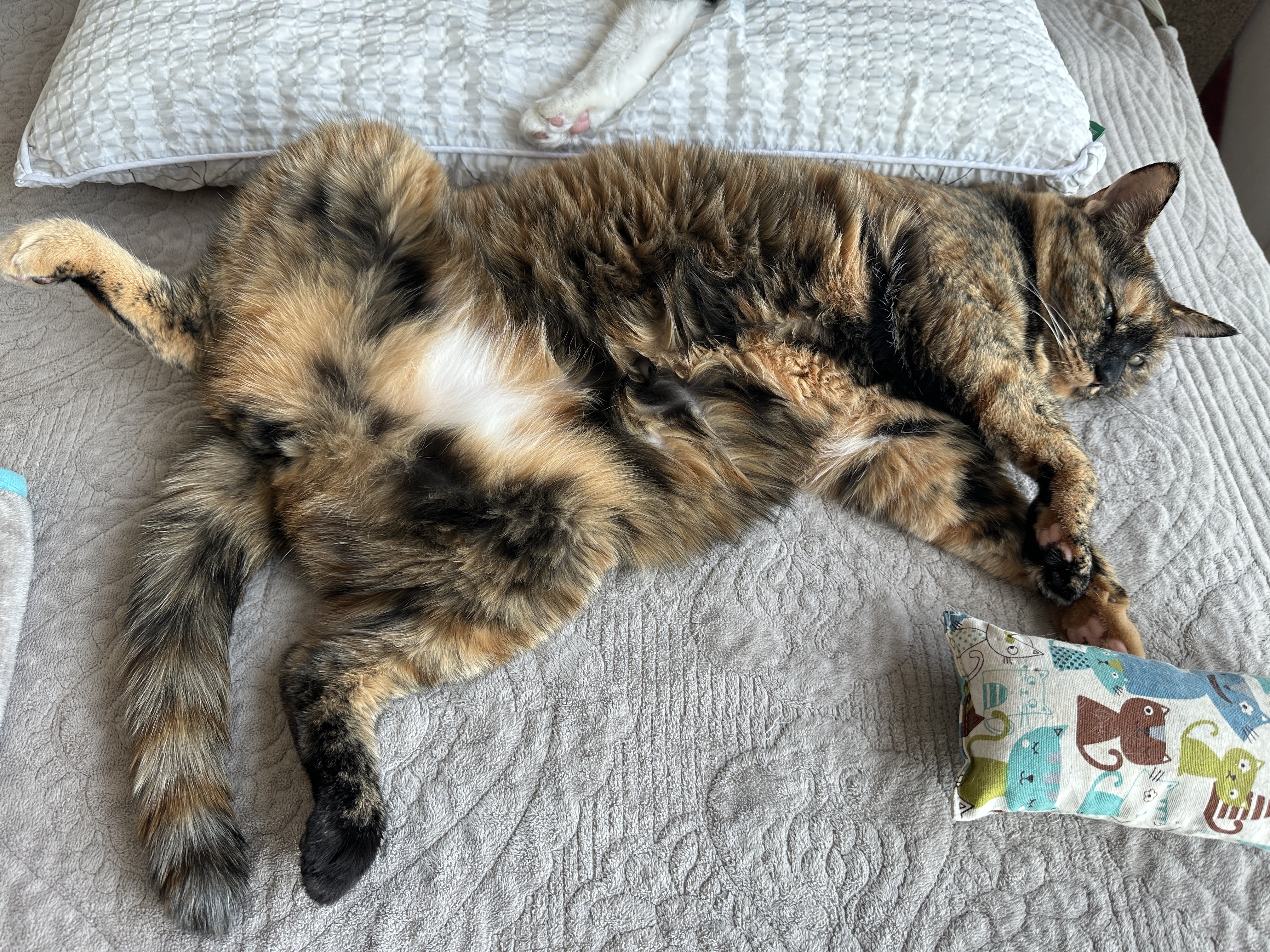 침대 위에서 찜질하는 카오스 사랑이 (feat. 자동차 엔진룸 노크, 시동 건 후 바로 출발하지 않기)