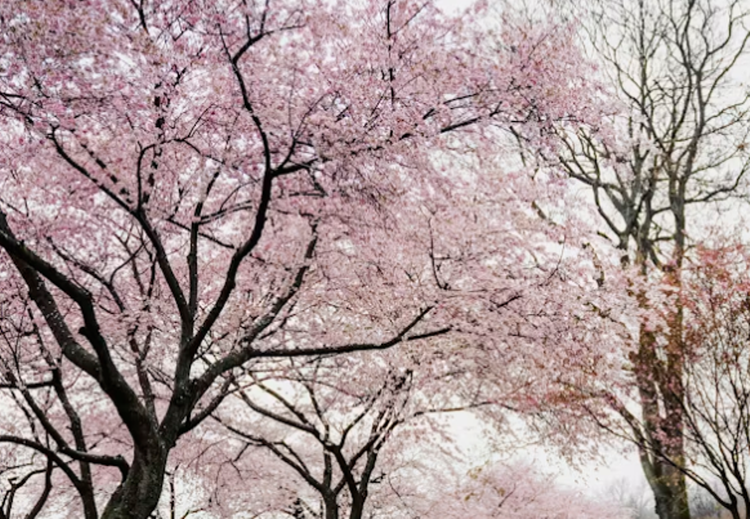 보은 벚꽃길 축제