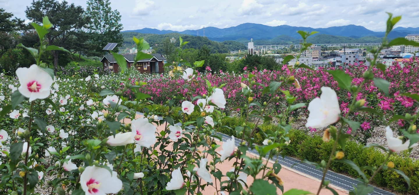 나라꽃 무궁화 장성 대축제