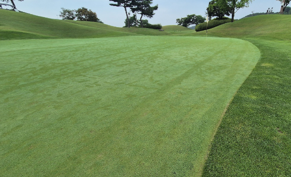 한림용인 CC 사진4