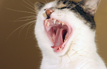 크게 입을 벌리고 있는 고양이.
